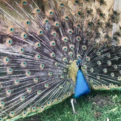 Pāvu ģimene viesu nama teritorijā.